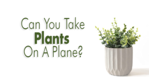 Can you take plants on a plane-02