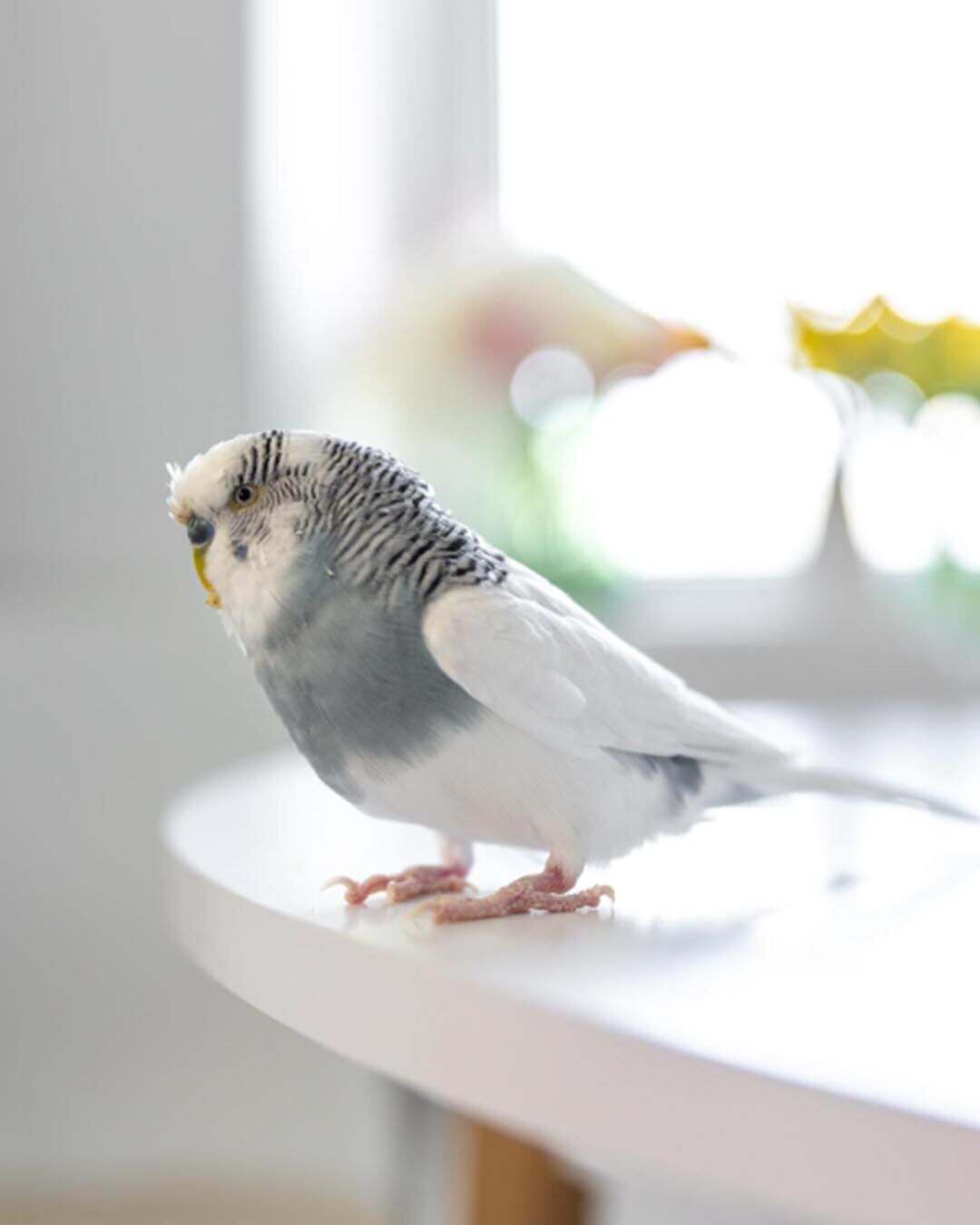 Gray and white budgie perched on a white table indoors