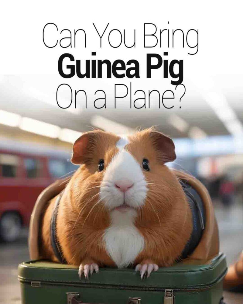 A close-up of a guinea pig sitting inside a small travel carrier on top of a suitcase at an airport, with text above reading “Can You Bring Guinea Pig On a Plane?”