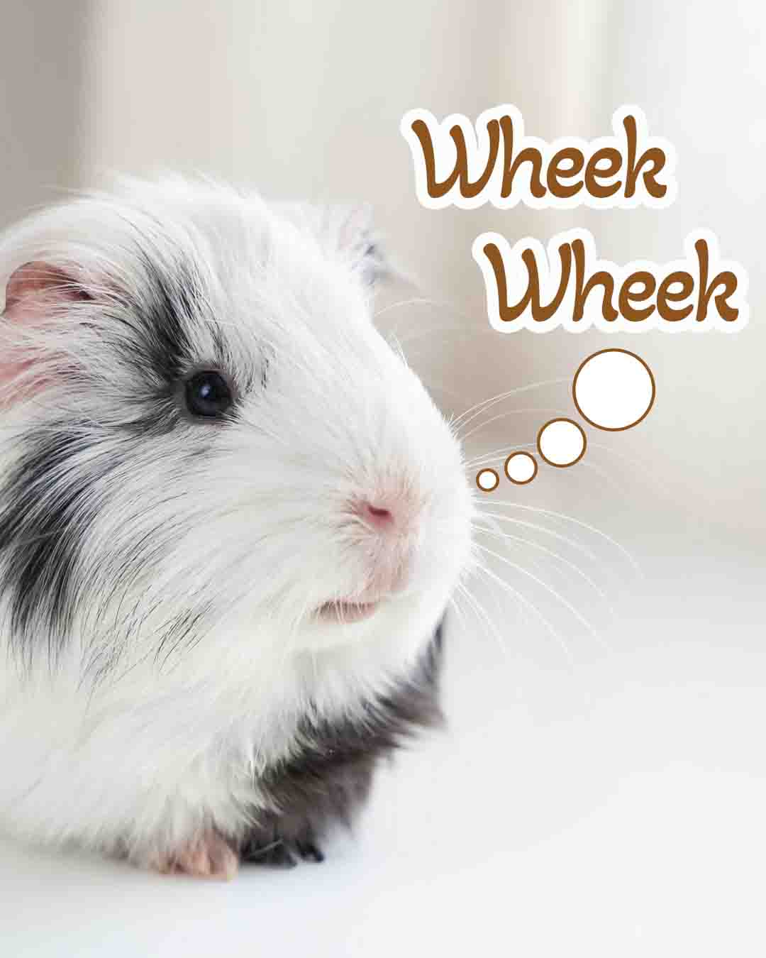 A close-up of a white and black guinea pig with a thought bubble that says, "Wheek Wheek.