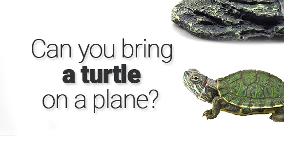 Can you bring a turtle on a plane? 2024 - TRAVELCLOSELY