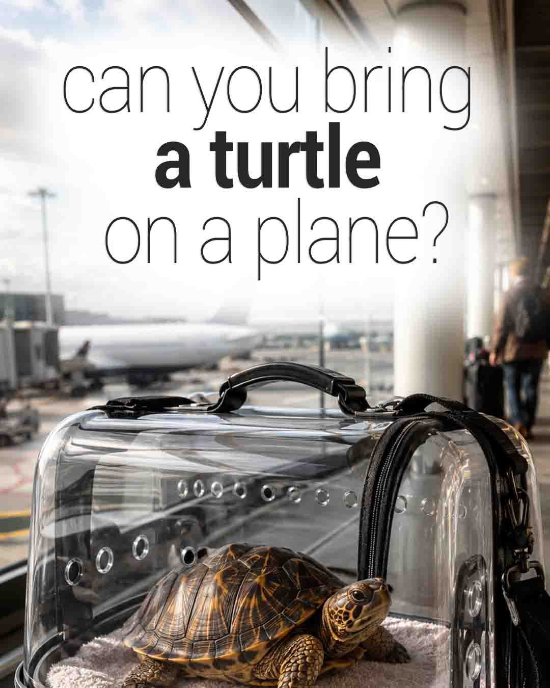 Turtle inside a transparent pet carrier at an airport terminal with airplanes visible outside and text asking, “can you bring a turtle on a plane?”