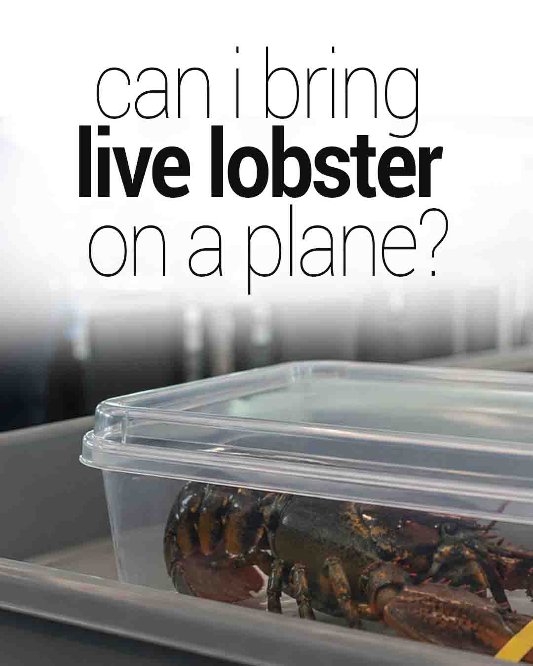 Live lobster in a clear plastic container in an airport security tray, with blurred checkpoint background and question text