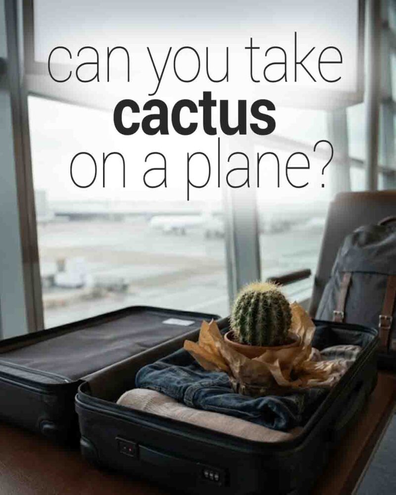 Open suitcase at an airport terminal with a small potted cactus inside, beside a backpack, and text reading “Can you take cactus on a plane?”